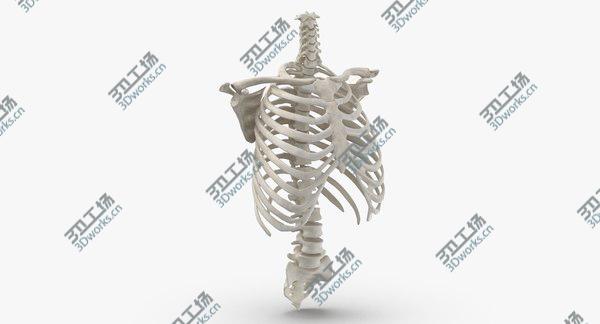 images/goods_img/20210312/Real Human Rib Cage Spine Calvicle and Scapula Bones Anatomy White 01 3D model/2.jpg